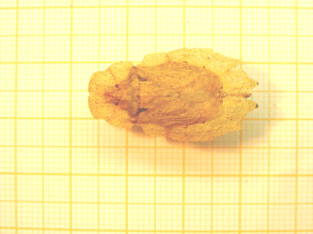 Phloeidae Wikipedia